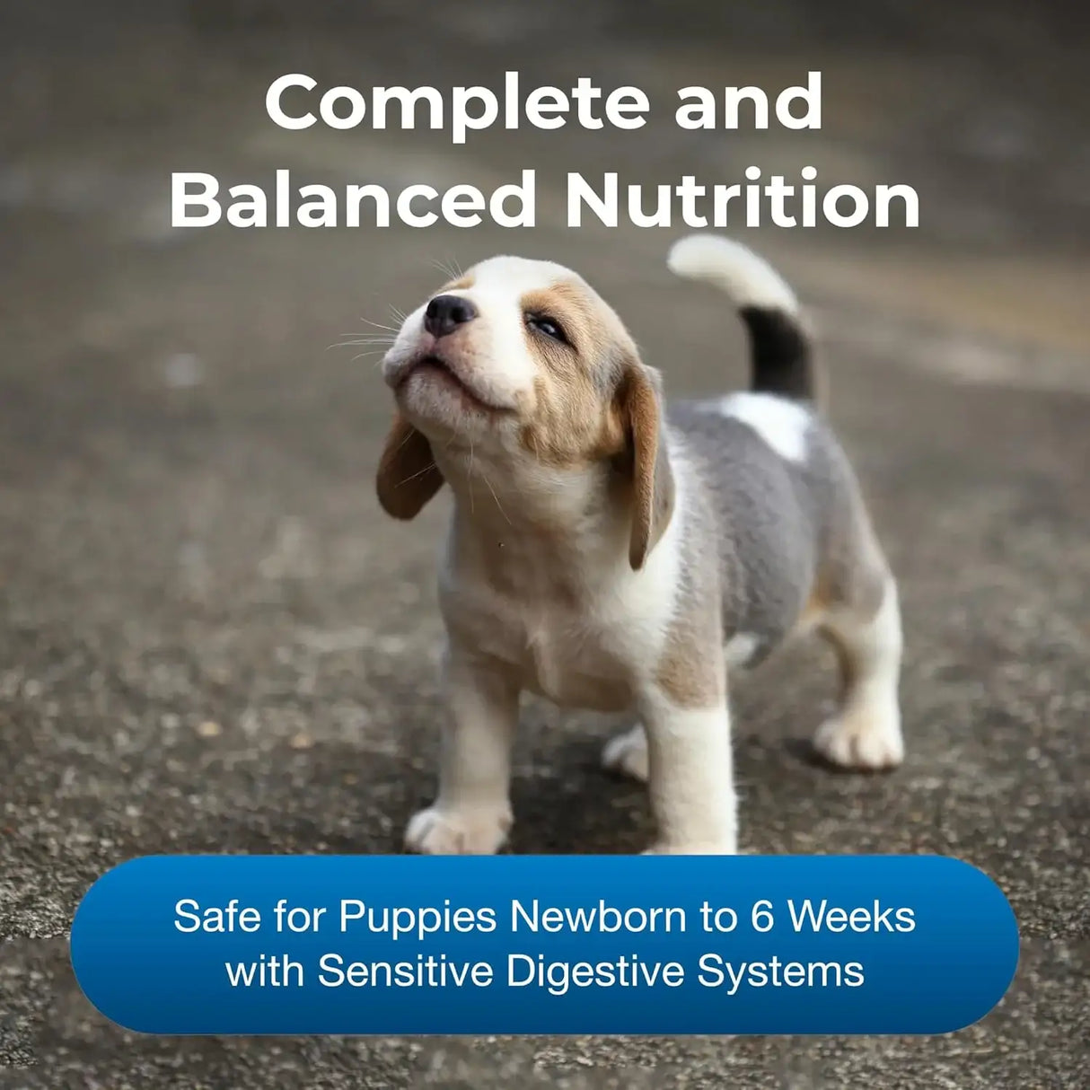 PETAG - Pet-Ag Goat’s Milk Esbilac Liquid 325Ml. - The Red Vitamin MX - Sustitutos De Leche Para Perros - {{ shop.shopifyCountryName }}