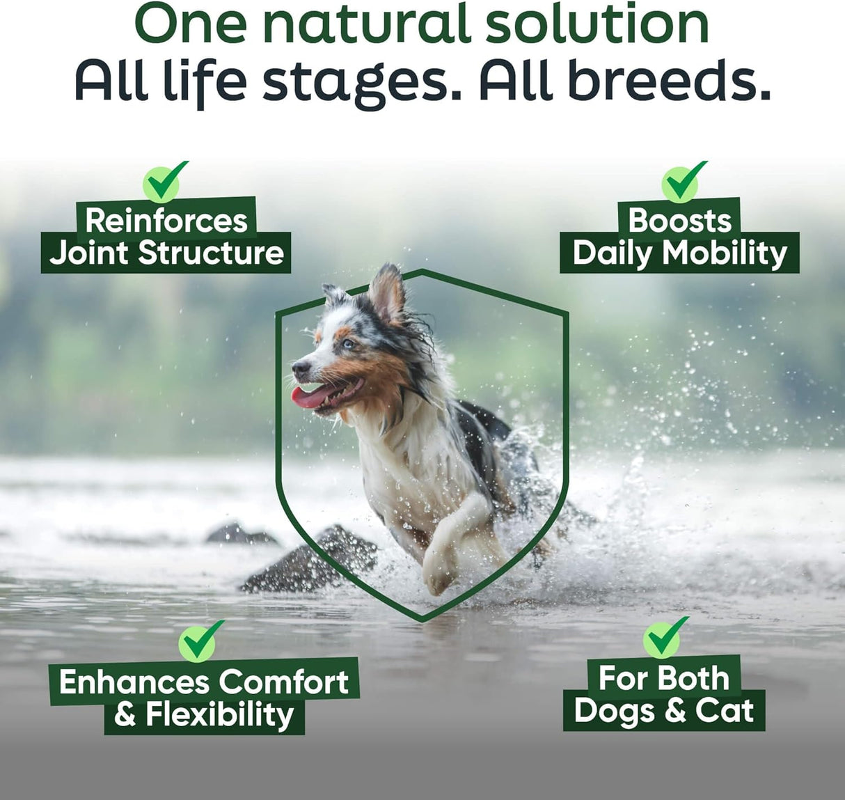 DAYBREAK NUTRITION - Daybreak Nutrition Pure Green Lipped Mussel Powder for Dogs and Cats 150Gr. - The Red Vitamin MX - Cuidado De Cadera Y Articulaciones Para Perros - {{ shop.shopifyCountryName }}