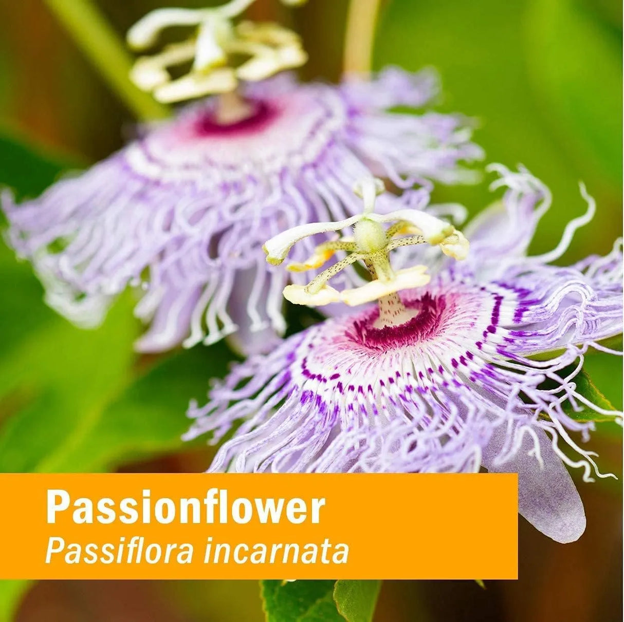 HERB PHARM - Herb Pharm Certified Organic Passionflower Extract 120Ml. - The Red Vitamin MX - Suplementos Alimenticios - {{ shop.shopifyCountryName }}