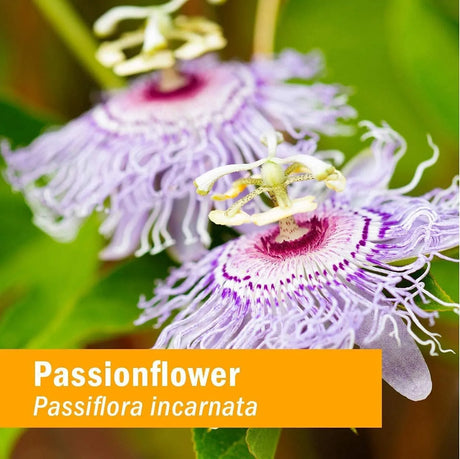 HERB PHARM - Herb Pharm Certified Organic Passionflower Extract 120Ml. - The Red Vitamin MX - Suplementos Alimenticios - {{ shop.shopifyCountryName }}