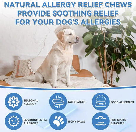 WEALLIN - WEALLIN Allergy Relief Chews 200 Masticables - The Red Vitamin MX - Remedios Para La Picazón De Perros - {{ shop.shopifyCountryName }}