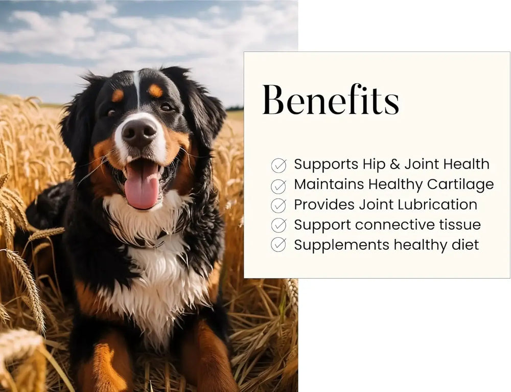 WOOFY - Woofy Maximum Strength Hip & Joint Health Supplement for Dogs 90 Masticables - The Red Vitamin MX - Cuidado De Cadera Y Articulaciones Para Perros - {{ shop.shopifyCountryName }}