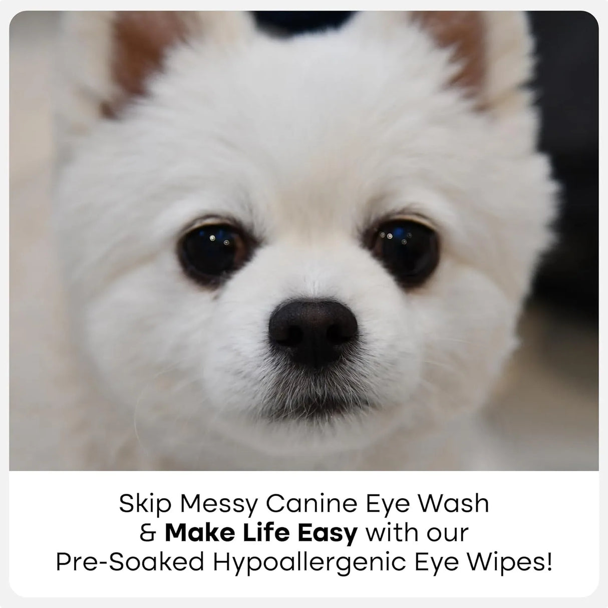 UPROOT - Uproot Clean Cat & Dog Eye Wipes: Hypoallergenic Eye Wipes for Dogs 100 Toallitas - The Red Vitamin MX - Cuidado De Los Ojos De Los Perros - {{ shop.shopifyCountryName }}