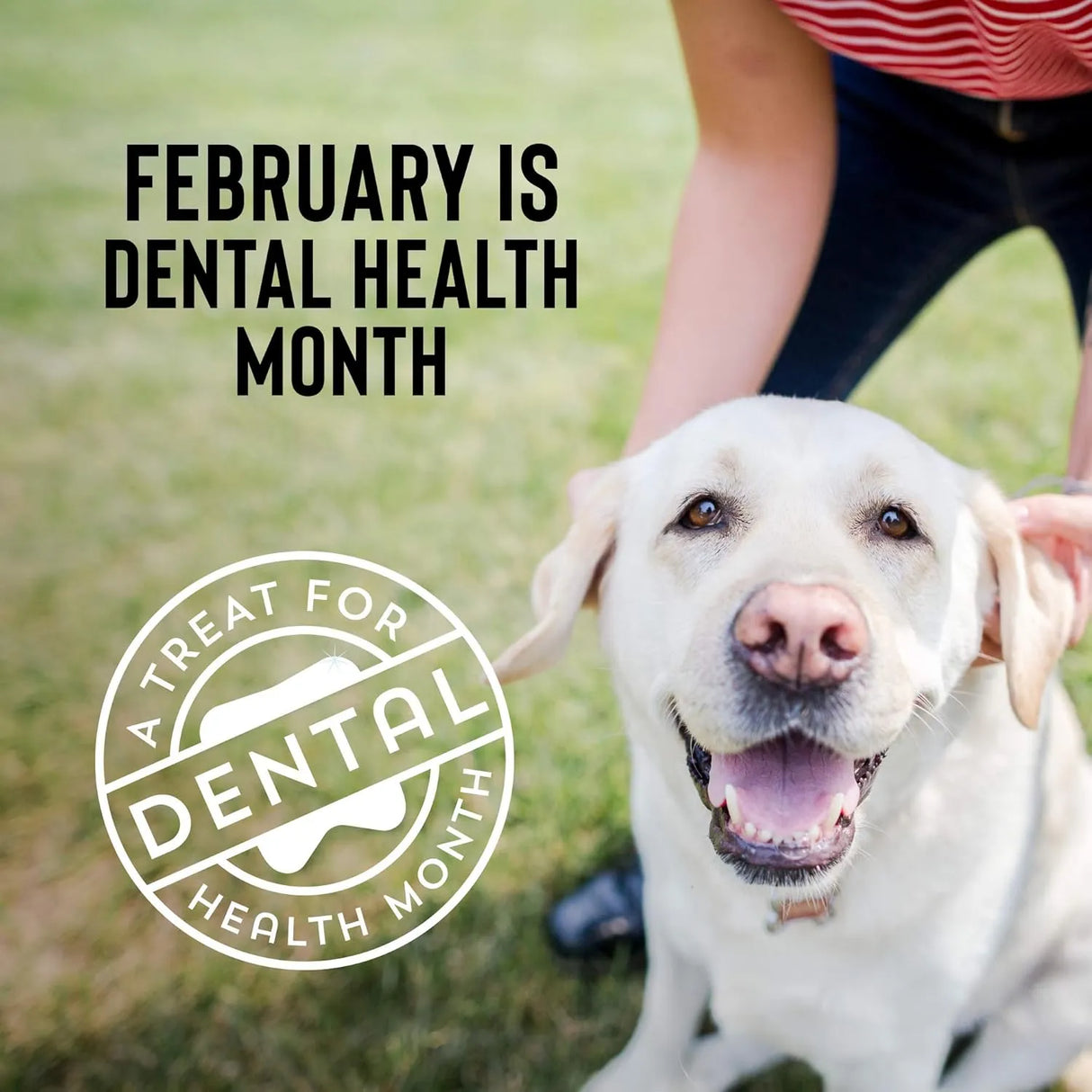 CLOUD STAR - Cloud Star Wag More Bark Less Crunchy Dental Dog Treats 396Gr. - The Red Vitamin MX - Cuidado Dental Para Perros - {{ shop.shopifyCountryName }}