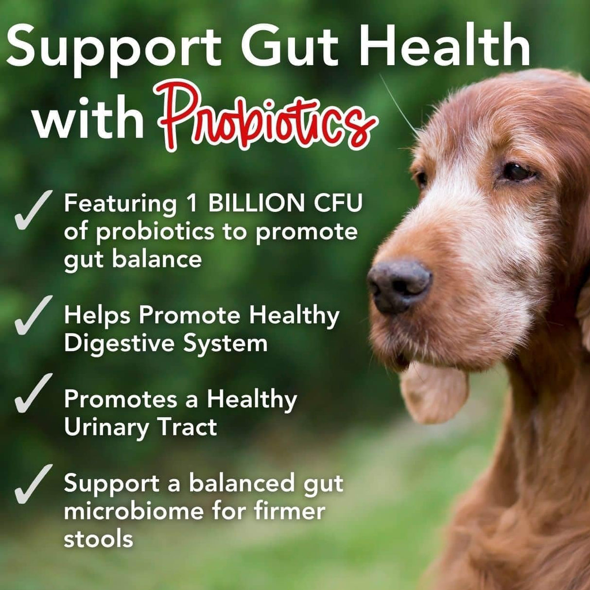 IHEARTDOGS - iHeartDogs 24-in-1 Senior Multivitamin Daily+ Total Health Support Powder 60 Servicios 120Gr. - The Red Vitamin MX - Multivitamínicos Para Perros - {{ shop.shopifyCountryName }}