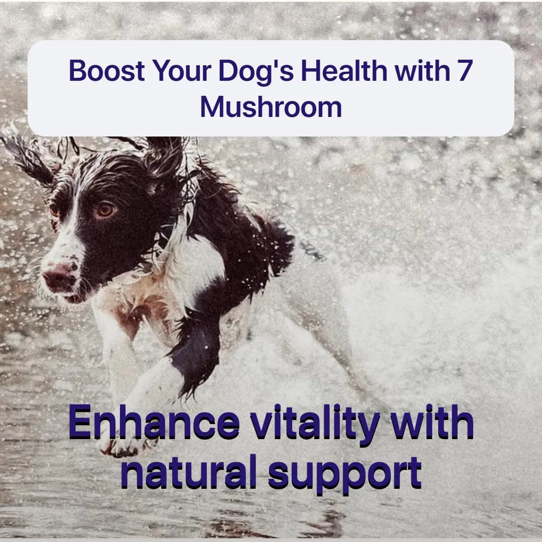 PET'S THE NEW KIDS - Pet's: The New Kids 7 Mushroom Blend Supplement for Dogs 170Gr. - The Red Vitamin MX - Suplementos Herbales Para Perros - {{ shop.shopifyCountryName }}