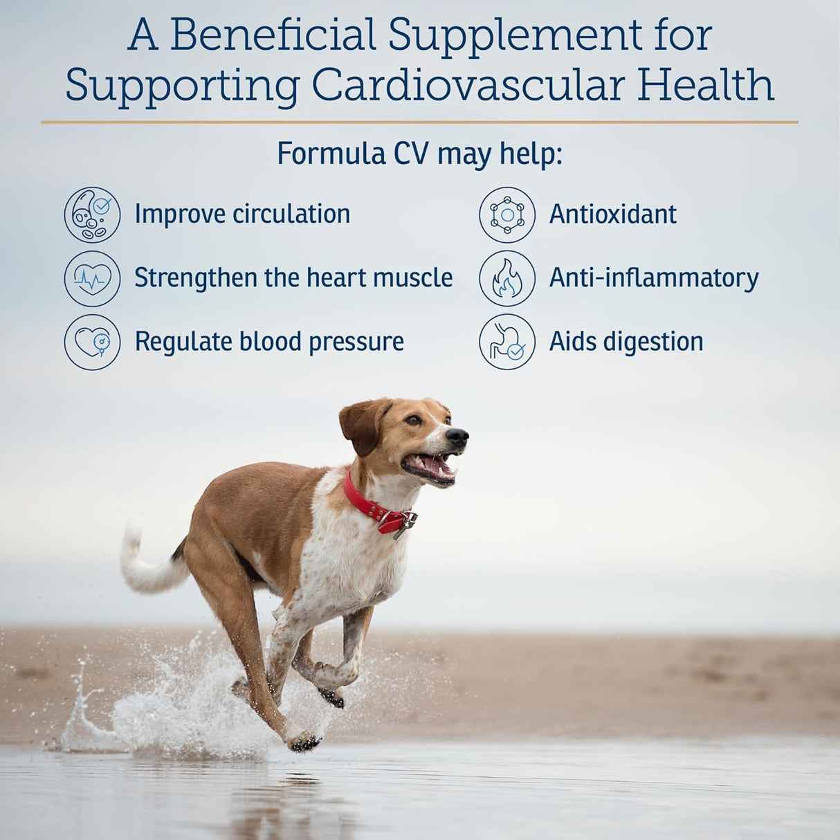 Rx Vitamins Formula CVHawthorn Berry Capsules with Taurine for Dogs 90 Capsulas