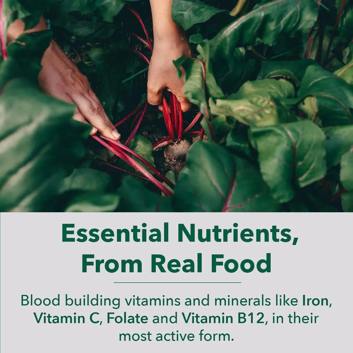 PLANTFUSION - PlantFusion Blood Support Iron with Vitamin C, Methyl B12, Folate 60 Capsulas - The Red Vitamin MX - Suplementos Alimenticios - {{ shop.shopifyCountryName }}