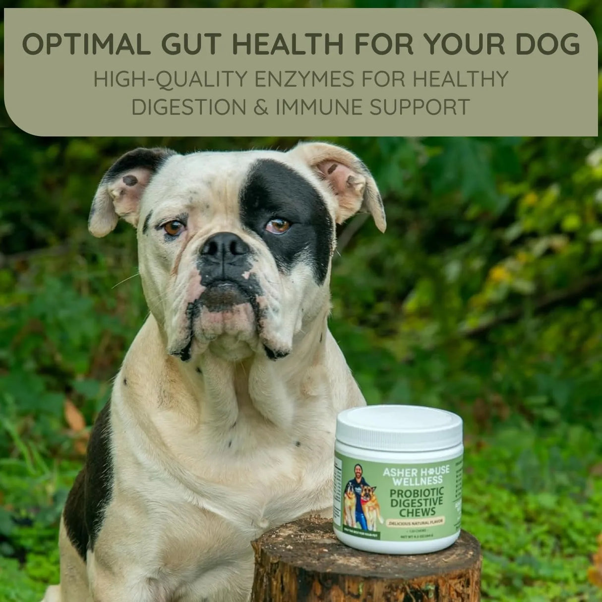 ASHER HOUSE WELLNESS - ASHER HOUSE WELLNESS Probiotics Digestive Chew for Dogs 120 Masticables - The Red Vitamin MX - Probióticos Para Perros - {{ shop.shopifyCountryName }}