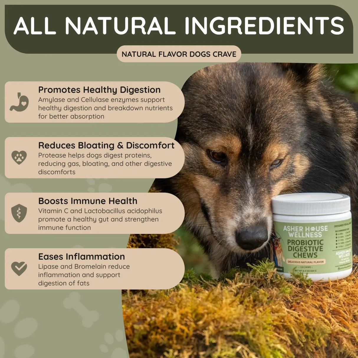 ASHER HOUSE WELLNESS - ASHER HOUSE WELLNESS Probiotics Digestive Chew for Dogs 120 Masticables - The Red Vitamin MX - Probióticos Para Perros - {{ shop.shopifyCountryName }}
