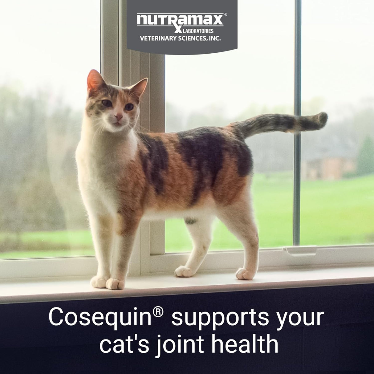Nutramax Laboratories Cosequin 30 ct Sprinkle Capsules for Cats 30 Capsulas