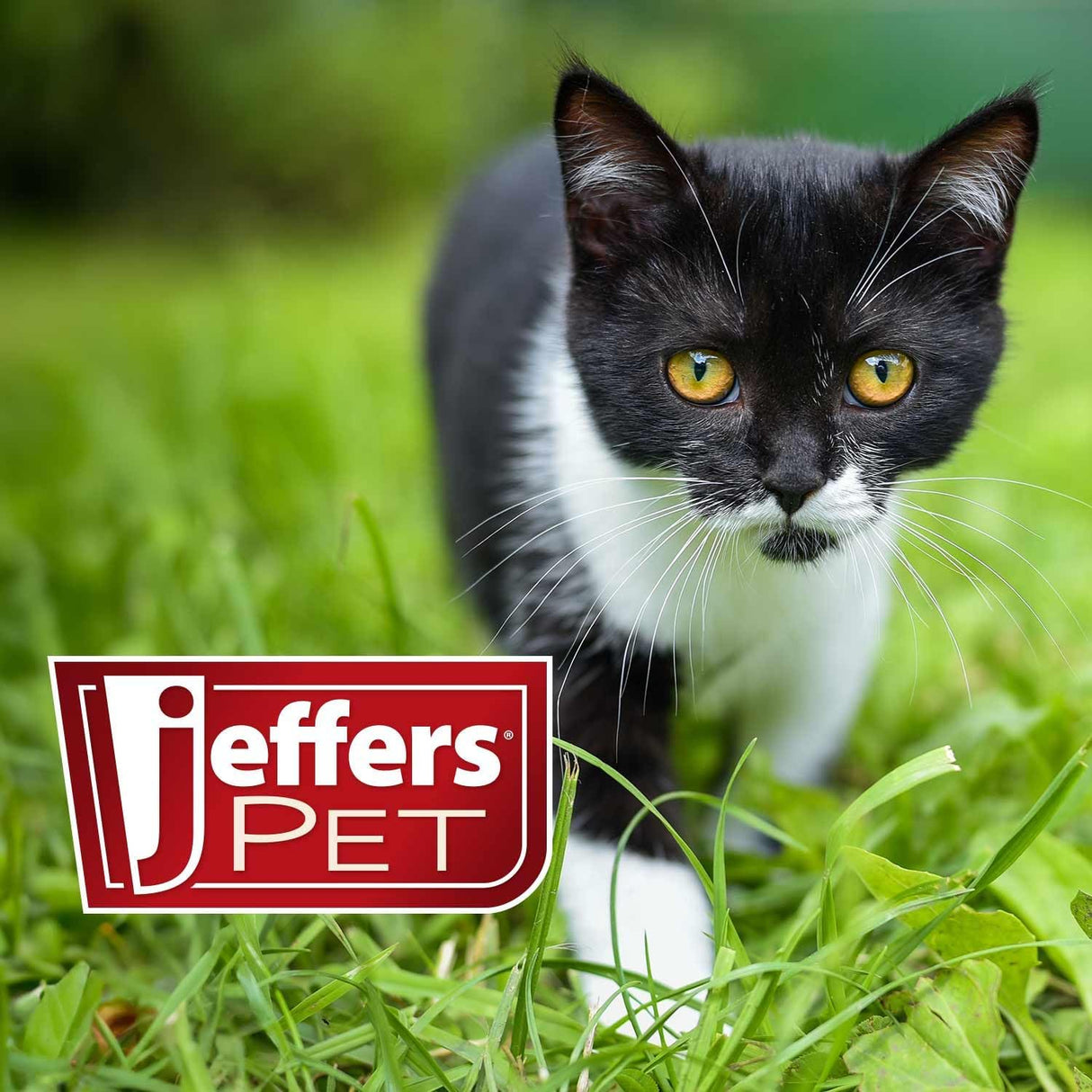 Jeffers Pet Ear Drops for Dogs & Cats 2 Fl.Oz.