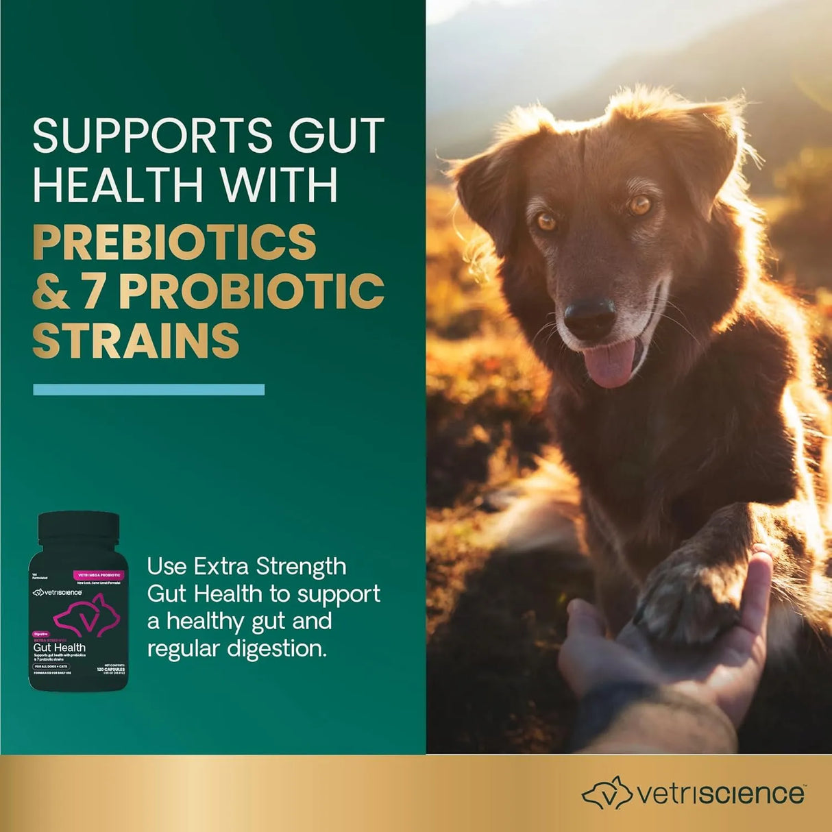 VETRISCIENCE - VetriScience Extra Strength Gut Health Probiotic & Prebiotic 120 Capsulas - The Red Vitamin MX - Probióticos Para Perros - {{ shop.shopifyCountryName }}