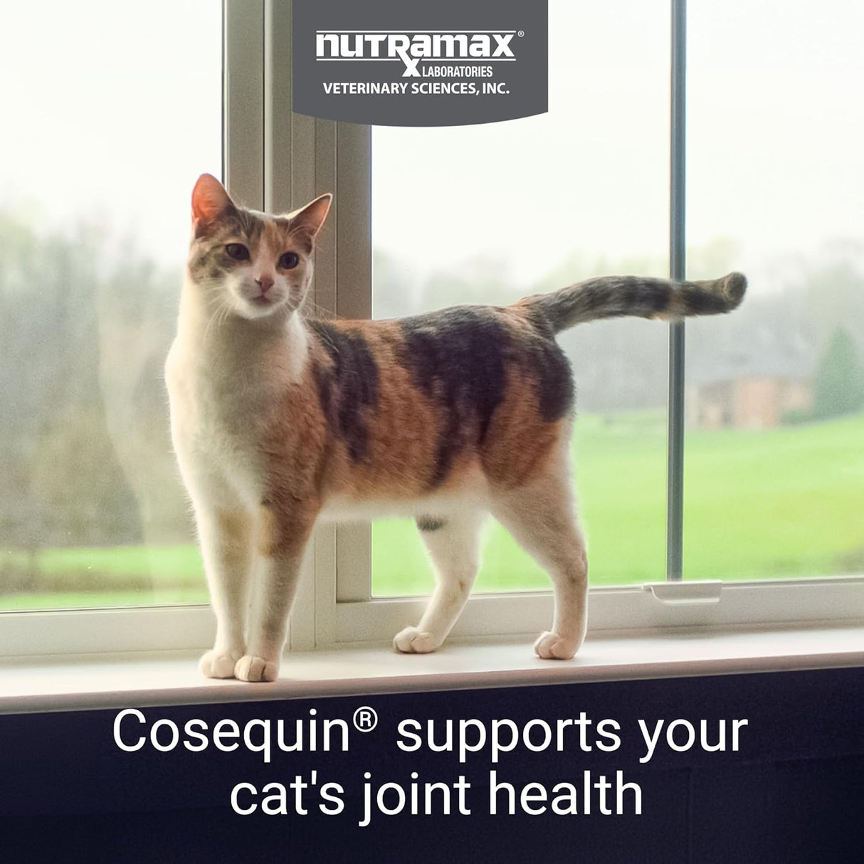 Nutramax Cosequin for Cats Joint Health Supplement 60 Masticables
