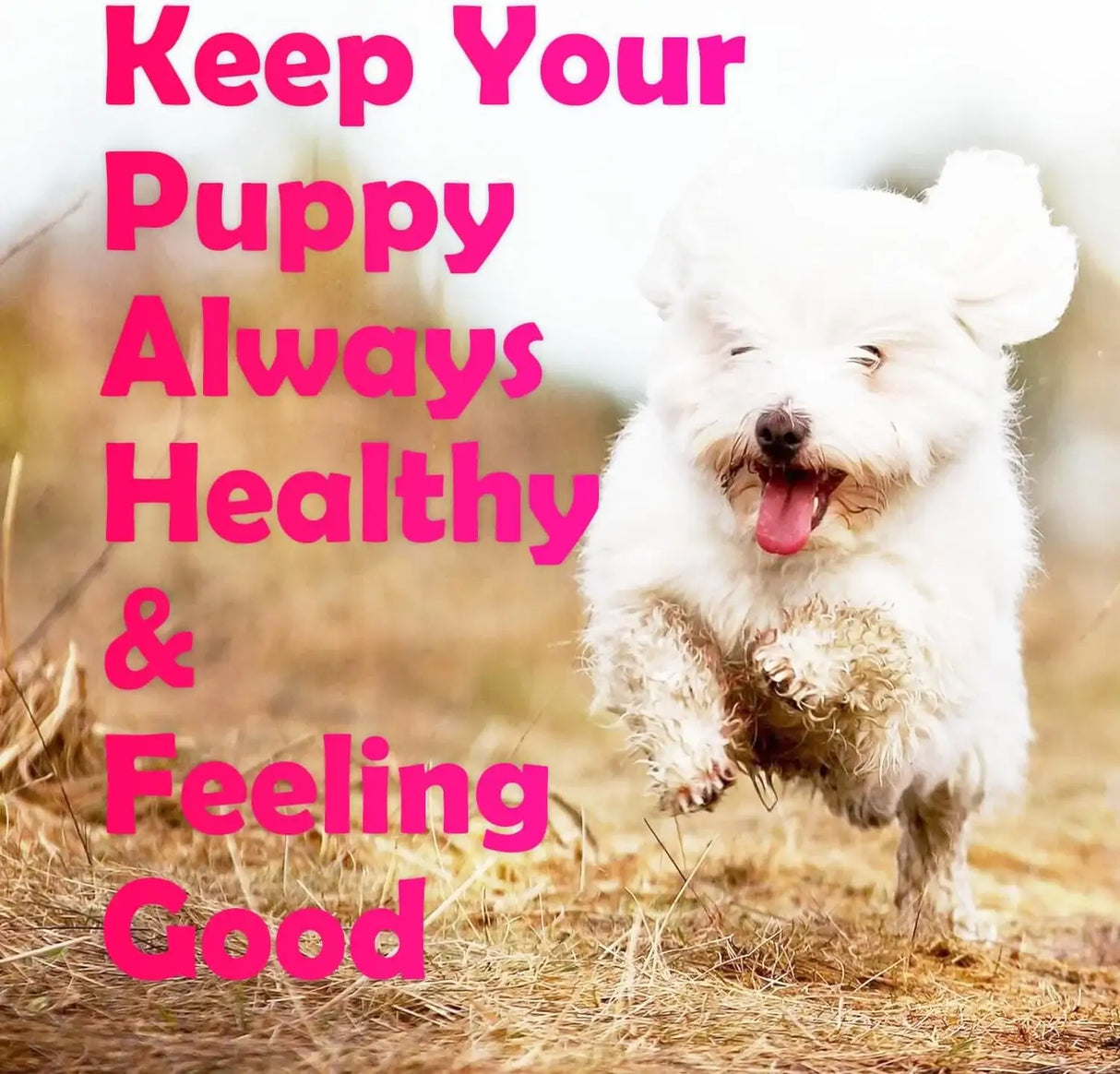 TEKOLA - Tekola Cranberry Bladder Health for Dogs 160 Masticables - The Red Vitamin MX - Salud De Tracto Urinario Para Perros - {{ shop.shopifyCountryName }}