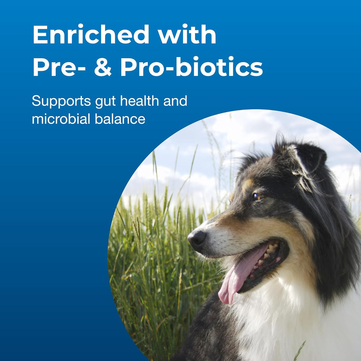 PetAg Dyne PRO HG Healthy Gut for Dogs & Puppies Sweet Vanilla Flavor 946Ml.