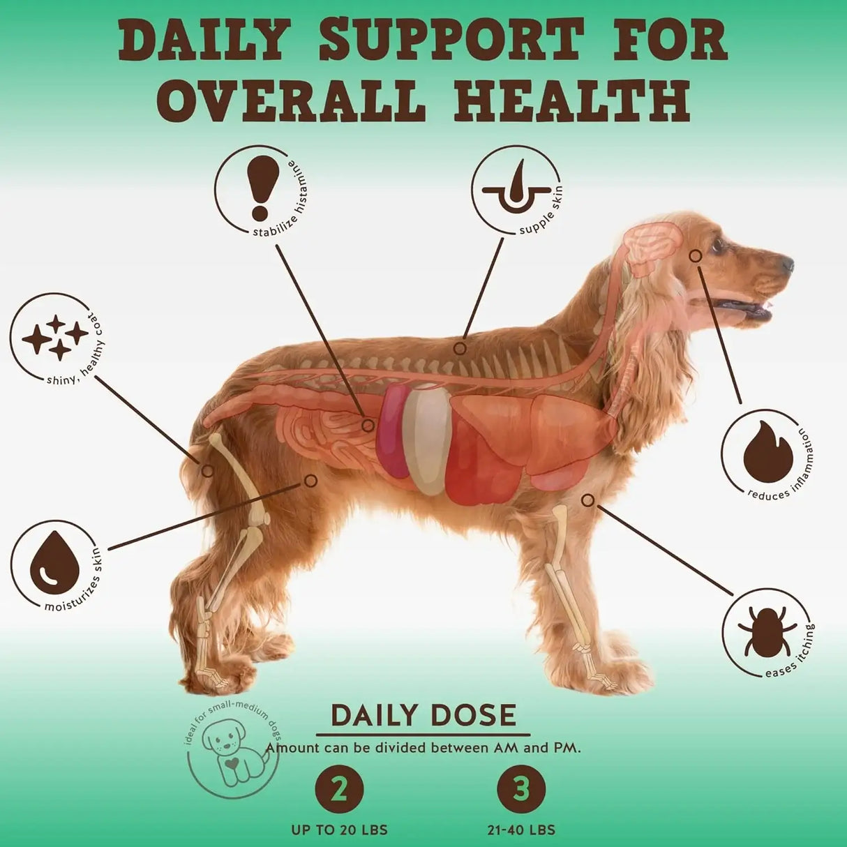 JACK&PUP - Jack&Pup Dog Allergy Chews 60 Masticables - The Red Vitamin MX - Remedios Para La Picazón De Perros - {{ shop.shopifyCountryName }}