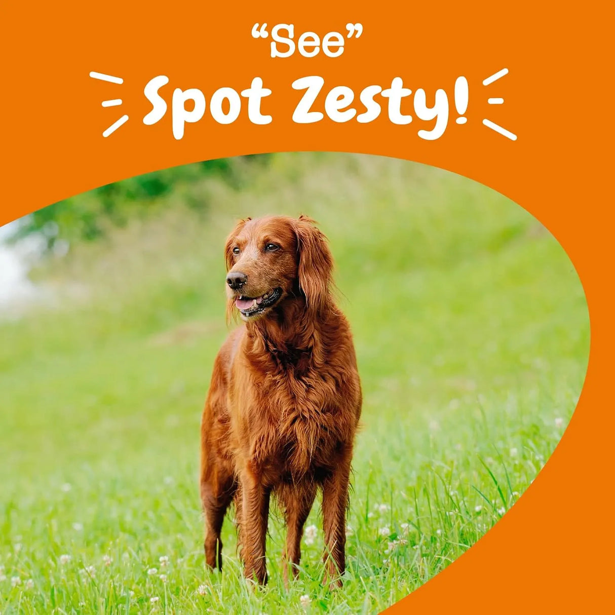 ZESTY PAWS - Zesty Paws Eye Supplement for Dogs 90 Masticables - The Red Vitamin MX - Cuidado De Los Ojos De Los Perros - {{ shop.shopifyCountryName }}
