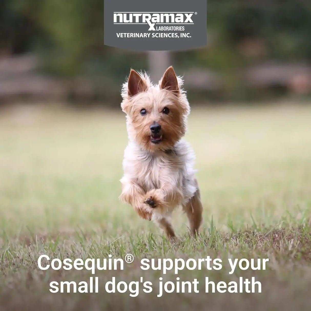 NUTRAMAX - Nutramax Cosequin Minis Maximum Strength Joint Health 45 Masticables - The Red Vitamin MX - Cuidado De Cadera Y Articulaciones Para Perros - {{ shop.shopifyCountryName }}