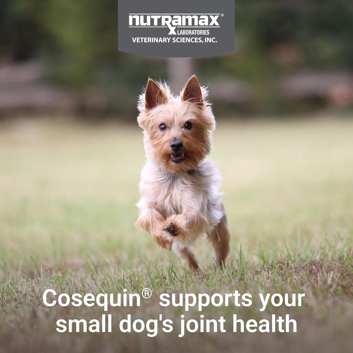Nutramax Cosequin Joint Health for Small Dogs 45 Masticables