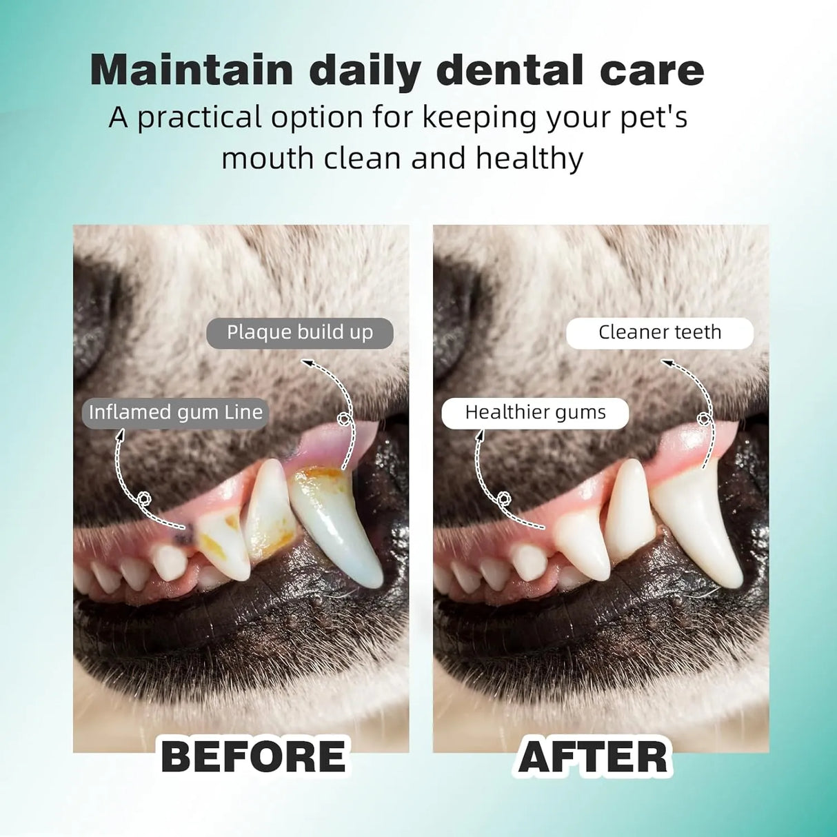 BOLYCEN - Bolycen Pet Dental Finger Wipes for Dogs & Cats Unscented 60 Toallitas - The Red Vitamin MX - Cuidado Dental Para Perros - {{ shop.shopifyCountryName }}