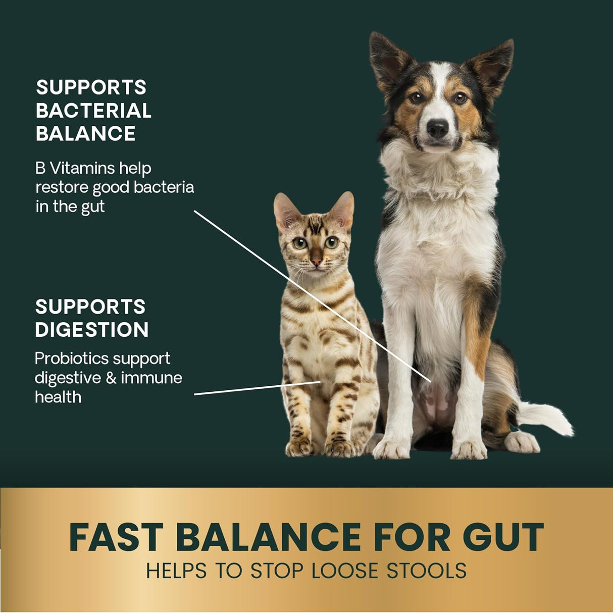 VetriScience Quick Action Diarrhea Aid Paste with Probiotics & B Vitamins Unflavored 35Ml.