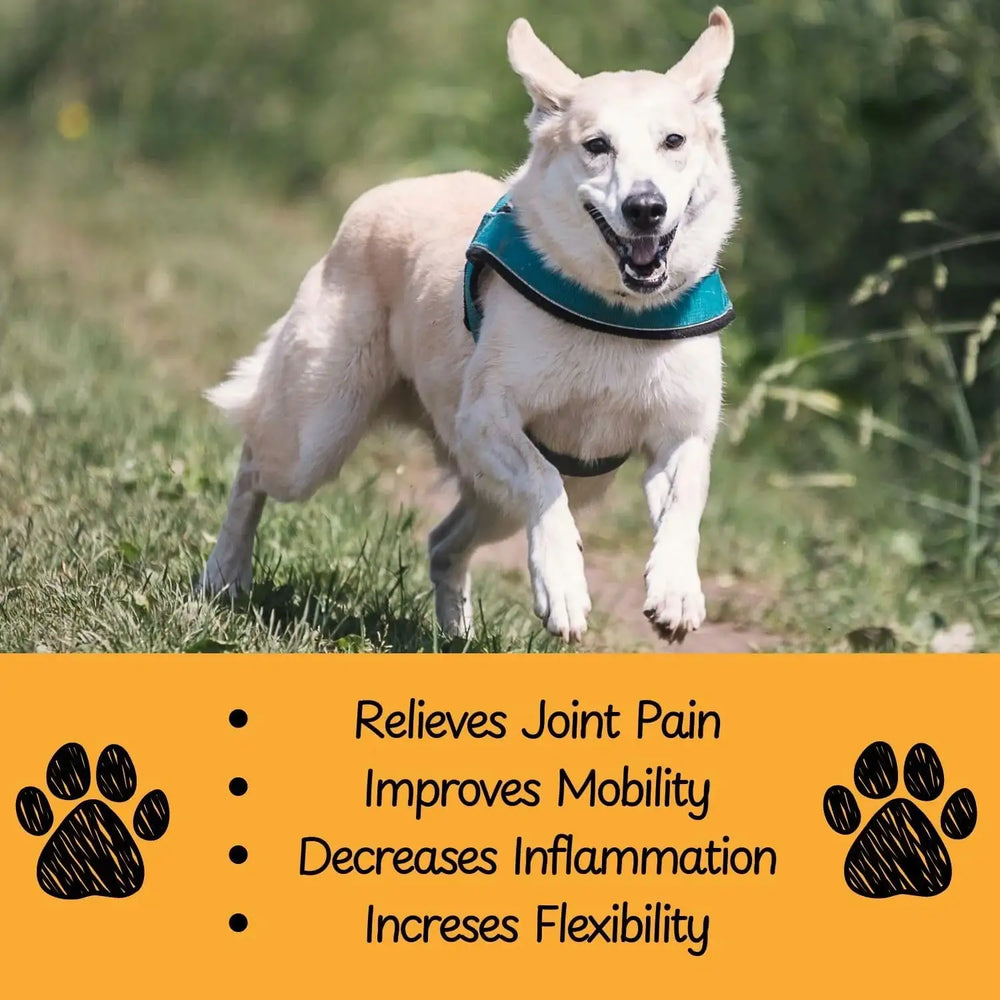 VENNEX - VENNEX Hip and Joint Supplement for Dogs 120 Masticables - The Red Vitamin MX - Cuidado De Cadera Y Articulaciones Para Perros - {{ shop.shopifyCountryName }}