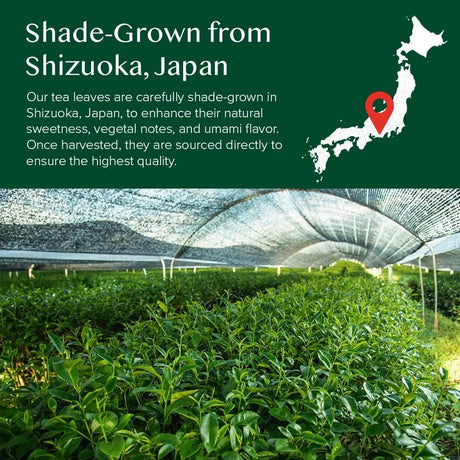 VAHDAM - VAHDAM Matcha Green Tea Powder 25Gr. - The Red Vitamin MX - Suplementos Alimenticios - {{ shop.shopifyCountryName }}