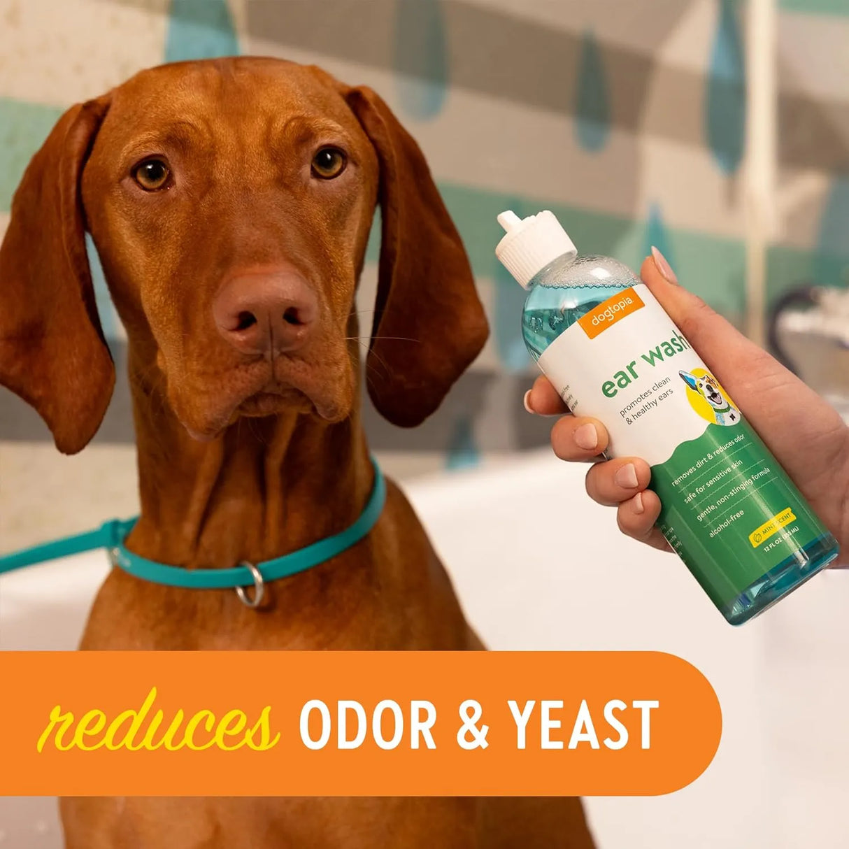 DOGTOPIA - Dogtopia Ear Wash Solution for Pets 12 Fl.Oz. - The Red Vitamin MX - Cuidado Del Oído De Perros - {{ shop.shopifyCountryName }}