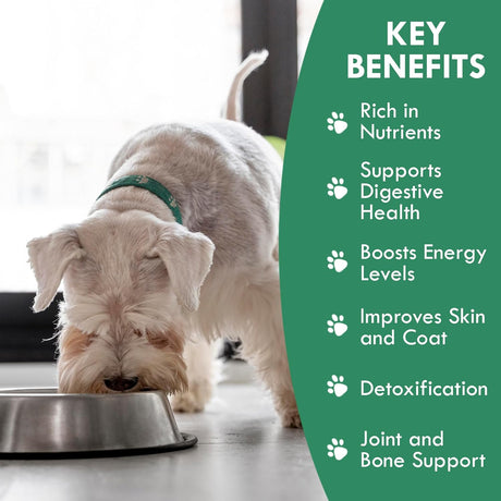 HOLISTIC BIN - HOLISTIC BIN Canine Super Greens 50Gr. - The Red Vitamin MX - Suplementos Herbales Para Perros - {{ shop.shopifyCountryName }}