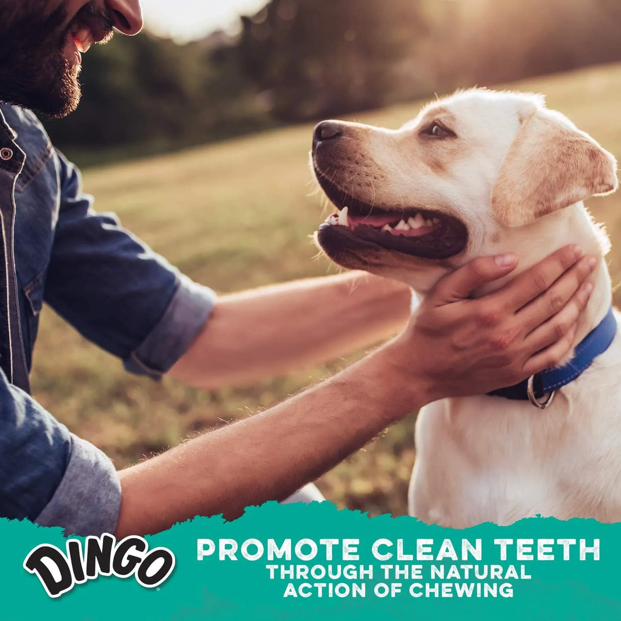 DINGO - Dingo Dental Sticks Natural Chewing Action Helps Clean Teeth 48 Piezas - The Red Vitamin MX - Cuidado Dental Para Perros - {{ shop.shopifyCountryName }}