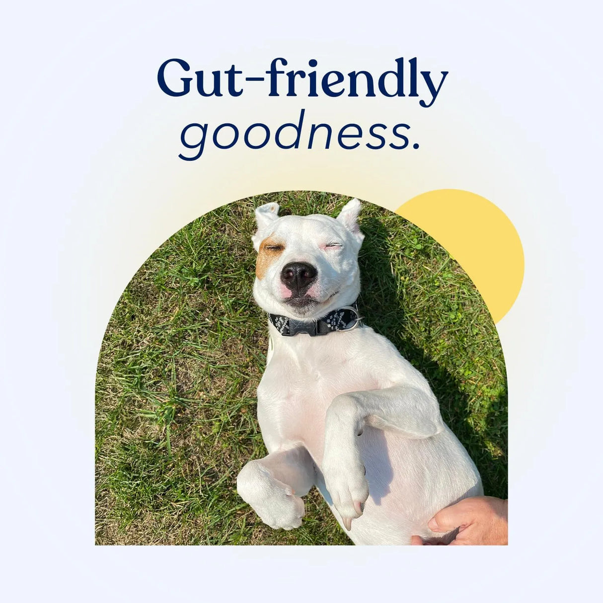 HONEST PAWS - Honest Paws Premium Probiotic Powder Pumpkin 30 Paquetes - The Red Vitamin MX - Probióticos Para Perros - {{ shop.shopifyCountryName }}