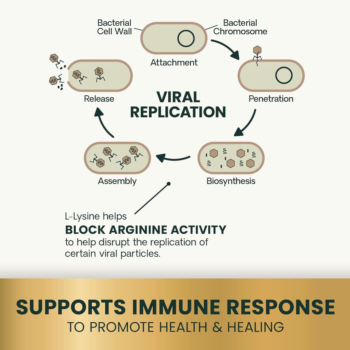 VetriScience Lysine Immunity Health Chews for Cats Chicken 120 Masticables