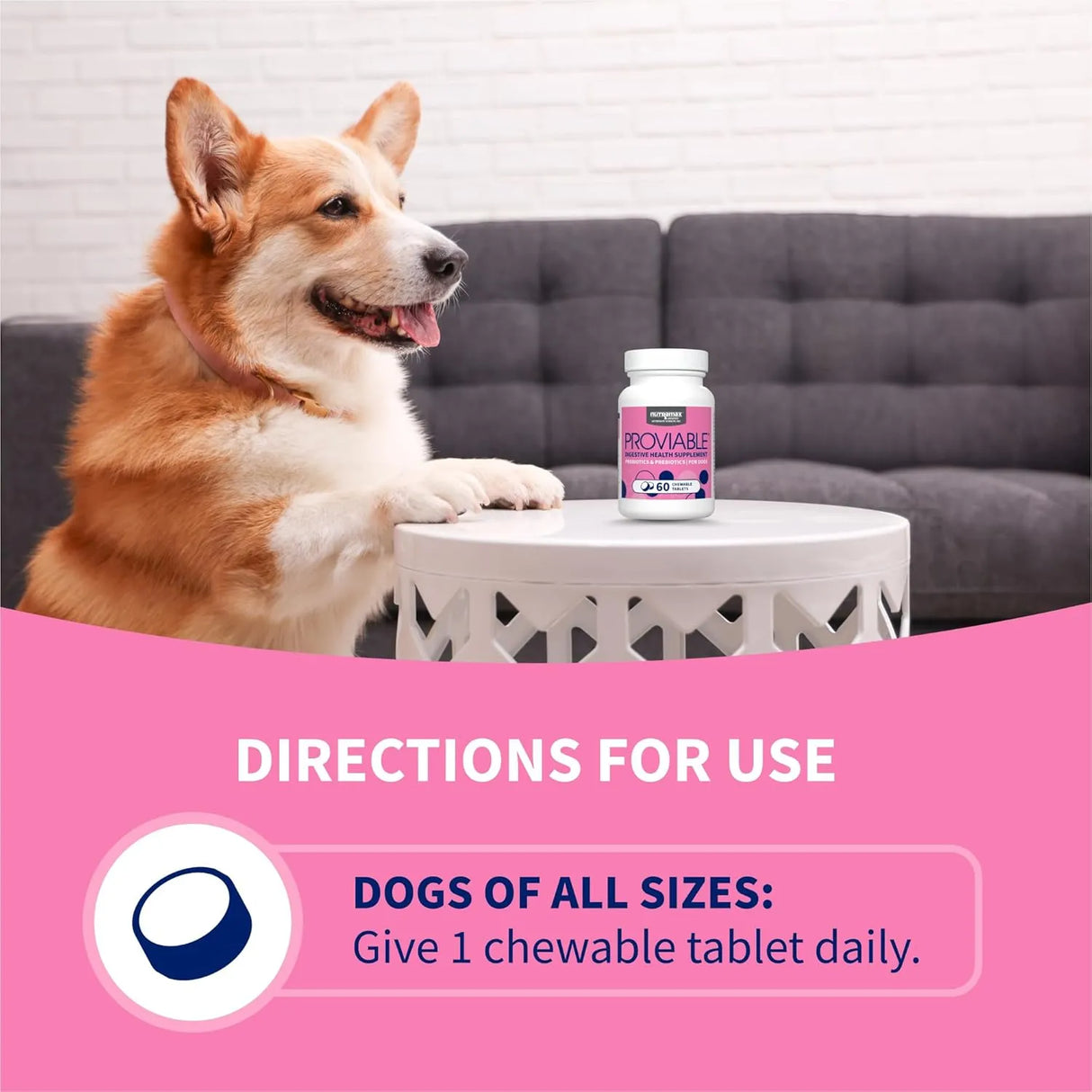 NUTRAMAX - Nutramax Proviable Probiotics for Dogs 60 Tabletas Masticables - The Red Vitamin MX - Probióticos Para Perros - {{ shop.shopifyCountryName }}