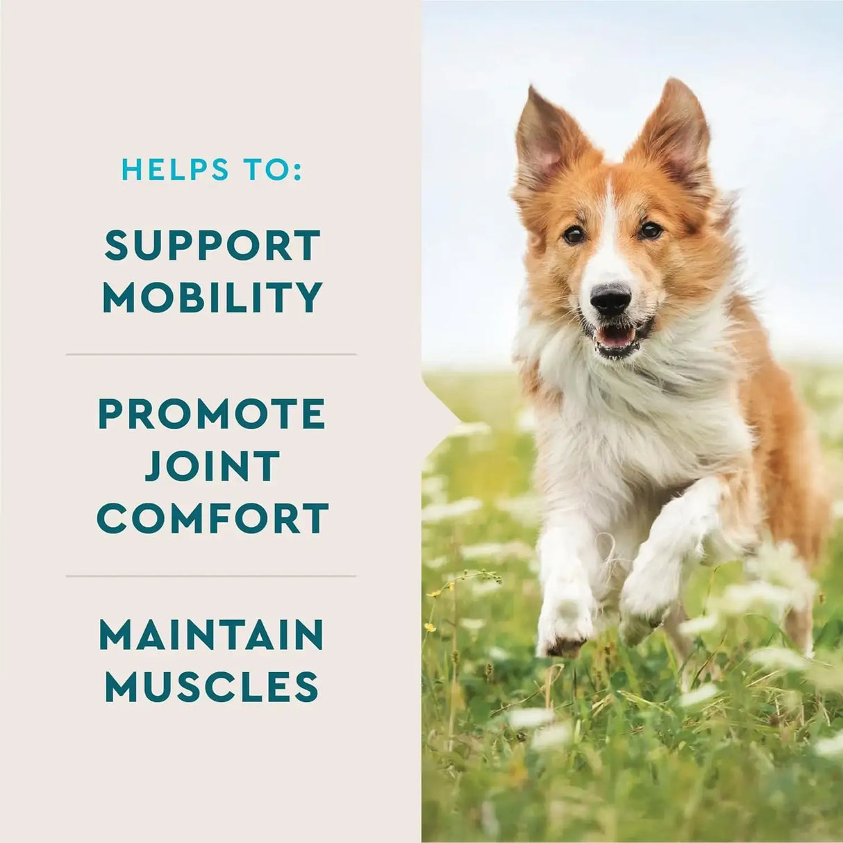 VETIQ - VetIQ Advanced Hip & Joint with UC-II 60 Masticables - The Red Vitamin MX - Cuidado De Cadera Y Articulaciones Para Perros - {{ shop.shopifyCountryName }}