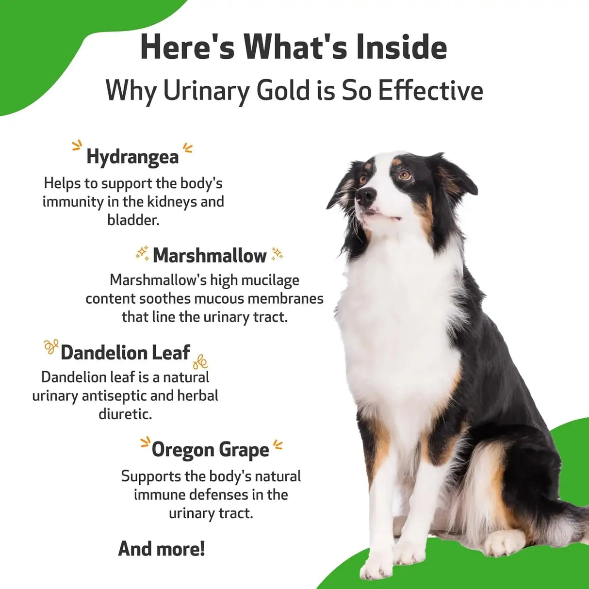 PET WELLBEING - Pet Wellbeing Urinary Gold for Dogs 2 Fl.Oz. - The Red Vitamin MX - Salud De Tracto Urinario Para Perros - {{ shop.shopifyCountryName }}
