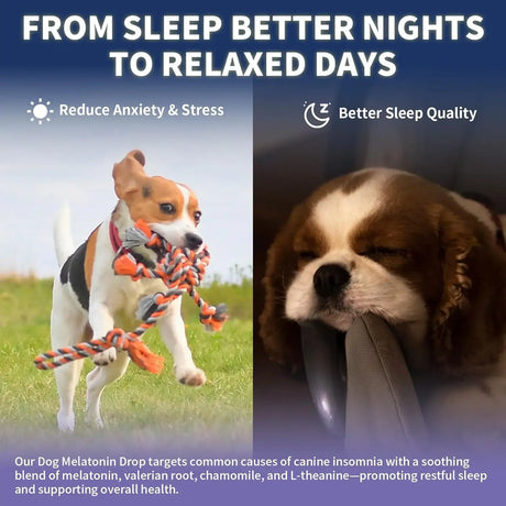 WEALLIN - WEALLIN Melatonin for Dogs with L-Theanine & Chamomile 60Ml. - The Red Vitamin MX - Relajantes Para Perros - {{ shop.shopifyCountryName }}