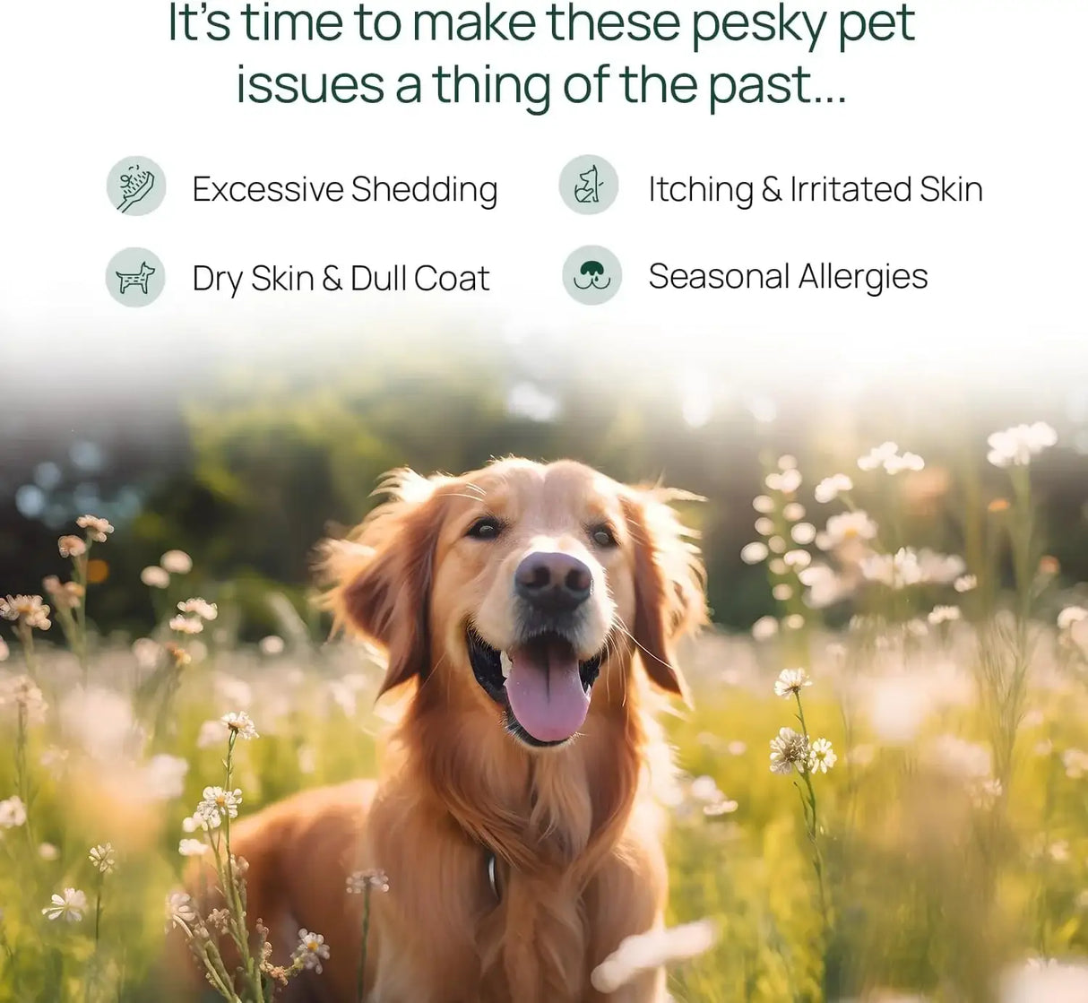 PAWTREE - pawTree Salmon Oil-Dog 458Ml. - The Red Vitamin MX - Aceite De Pescado Para Perros - {{ shop.shopifyCountryName }}