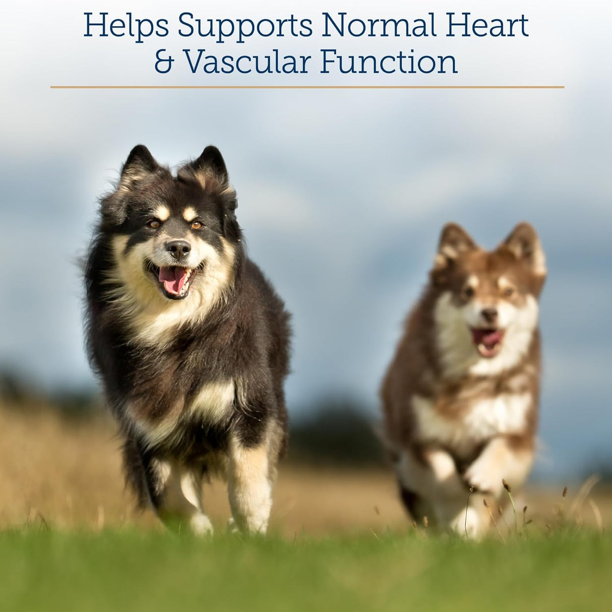 Rx Vitamins Formula CVHawthorn Berry Capsules with Taurine for Dogs 90 Capsulas