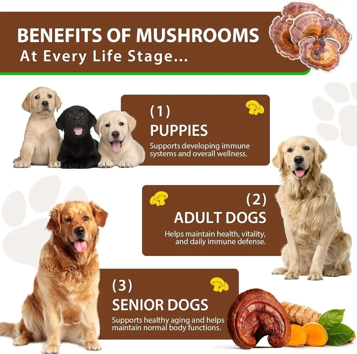 VOSIFSDIY - VOSIFSDIY Turkey Tail Mushroom for Dogs 60Ml. - The Red Vitamin MX - Suplementos Herbales Para Perros - {{ shop.shopifyCountryName }}