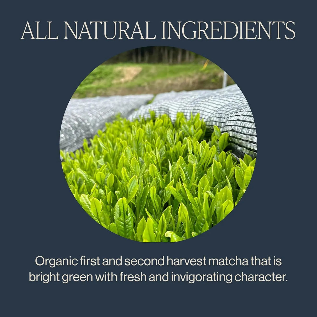 RISHI TEA - Rishi Tea Everyday Matcha 30Gr. - The Red Vitamin MX - Suplementos Alimenticios - {{ shop.shopifyCountryName }}