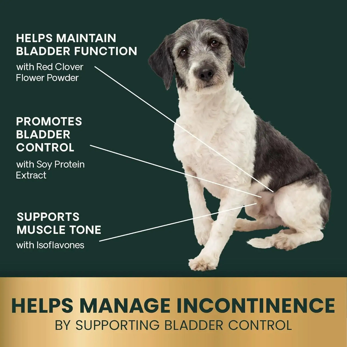 VETRISCIENCE - VETRISCIENCE Bladder Health Chews Chicken 60 Masticables - The Red Vitamin MX - Salud De Tracto Urinario Para Perros - {{ shop.shopifyCountryName }}