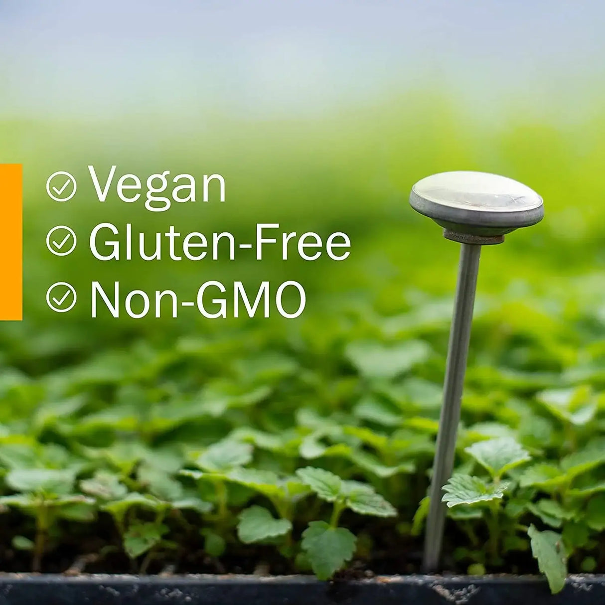 HERB PHARM - Herb Pharm Calm Bladder Liquid Formula for Urinary System Support 1 Fl.Oz. 2 Pack - The Red Vitamin MX - Suplementos Alimenticios - {{ shop.shopifyCountryName }}