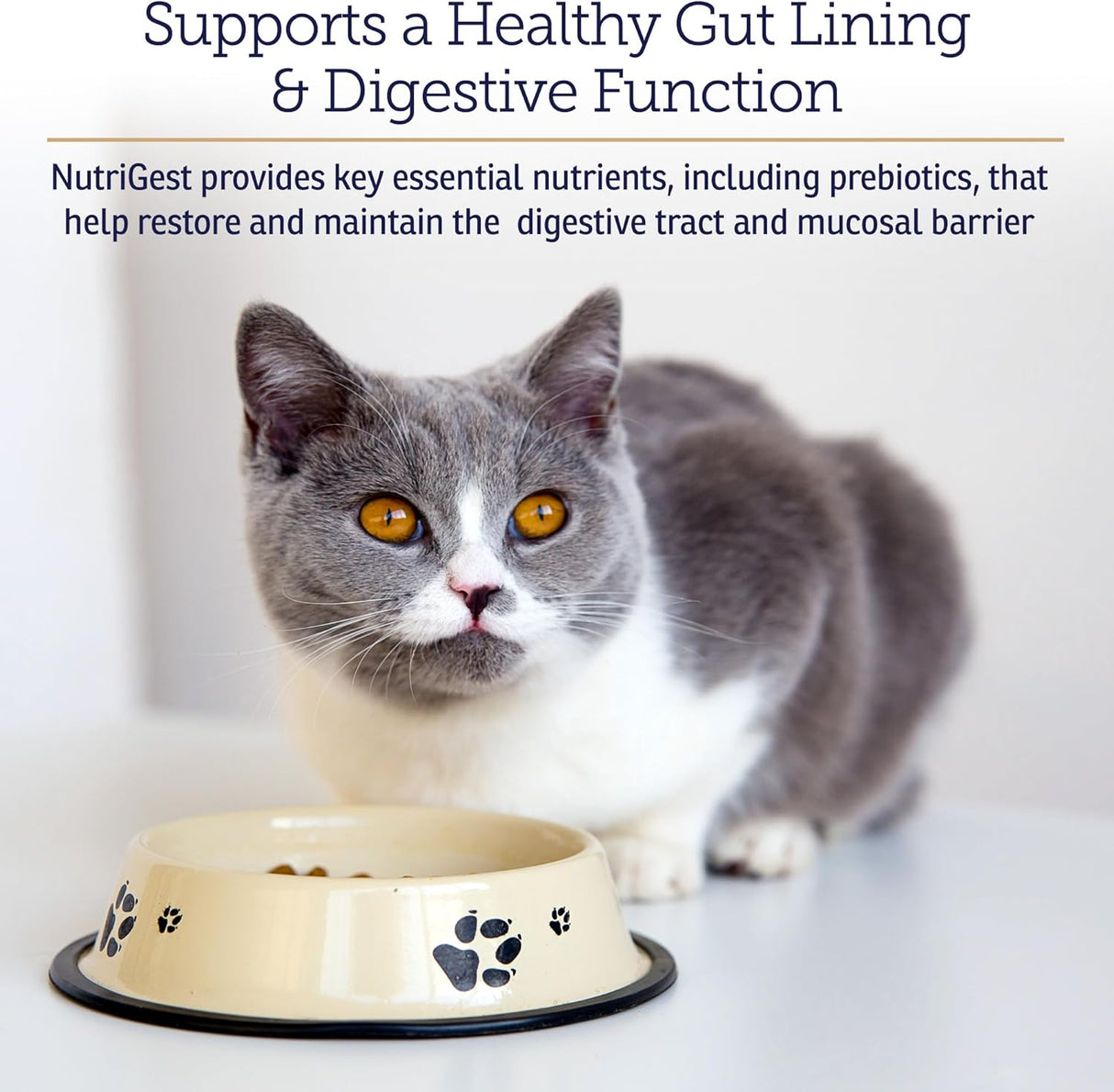 Rx Vitamins NutriGest Dog Probiotics for Digestive Health 132Gr.