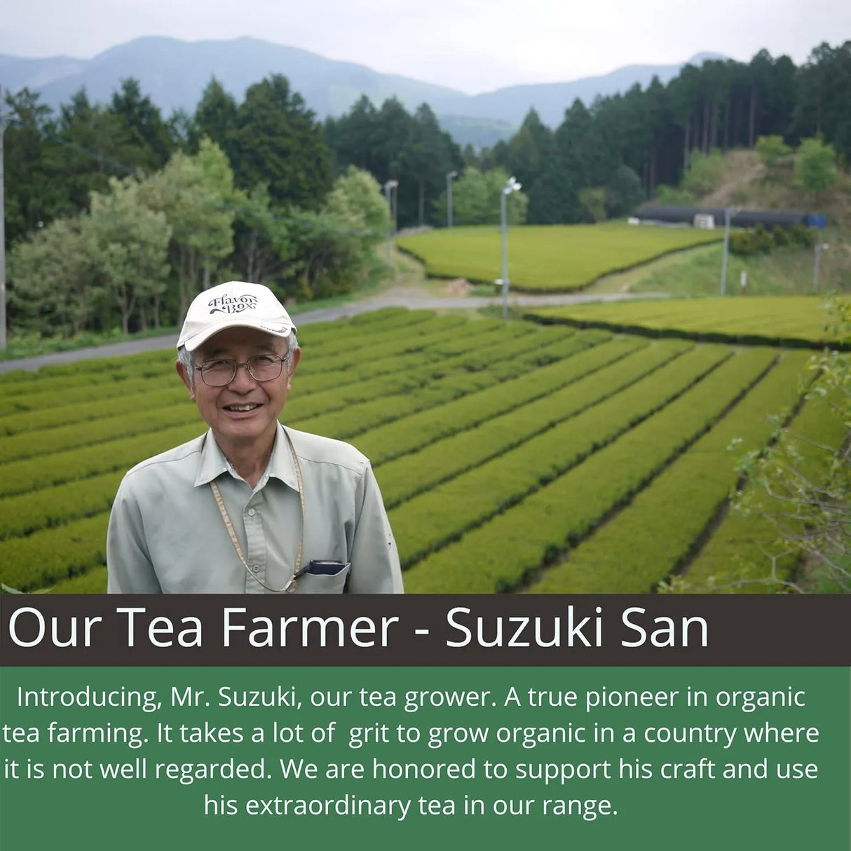 OCHA & CO. - Ocha & Co. Japanese Tea Organic Matcha Green Tea Powder 100Gr. - The Red Vitamin MX - Suplementos Alimenticios - {{ shop.shopifyCountryName }}