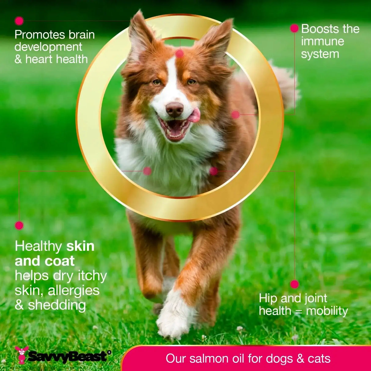 SAVVYBEAST - SavvyBeast Wild Alaskan Salmon Oil for Dogs 16 Fl.Oz. - The Red Vitamin MX - Aceite De Pescado Para Perros - {{ shop.shopifyCountryName }}