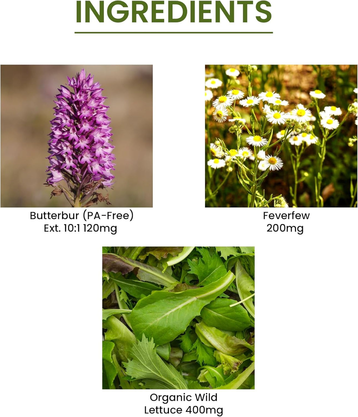 Green Organic Supplements Butterbur 90 Capsulas