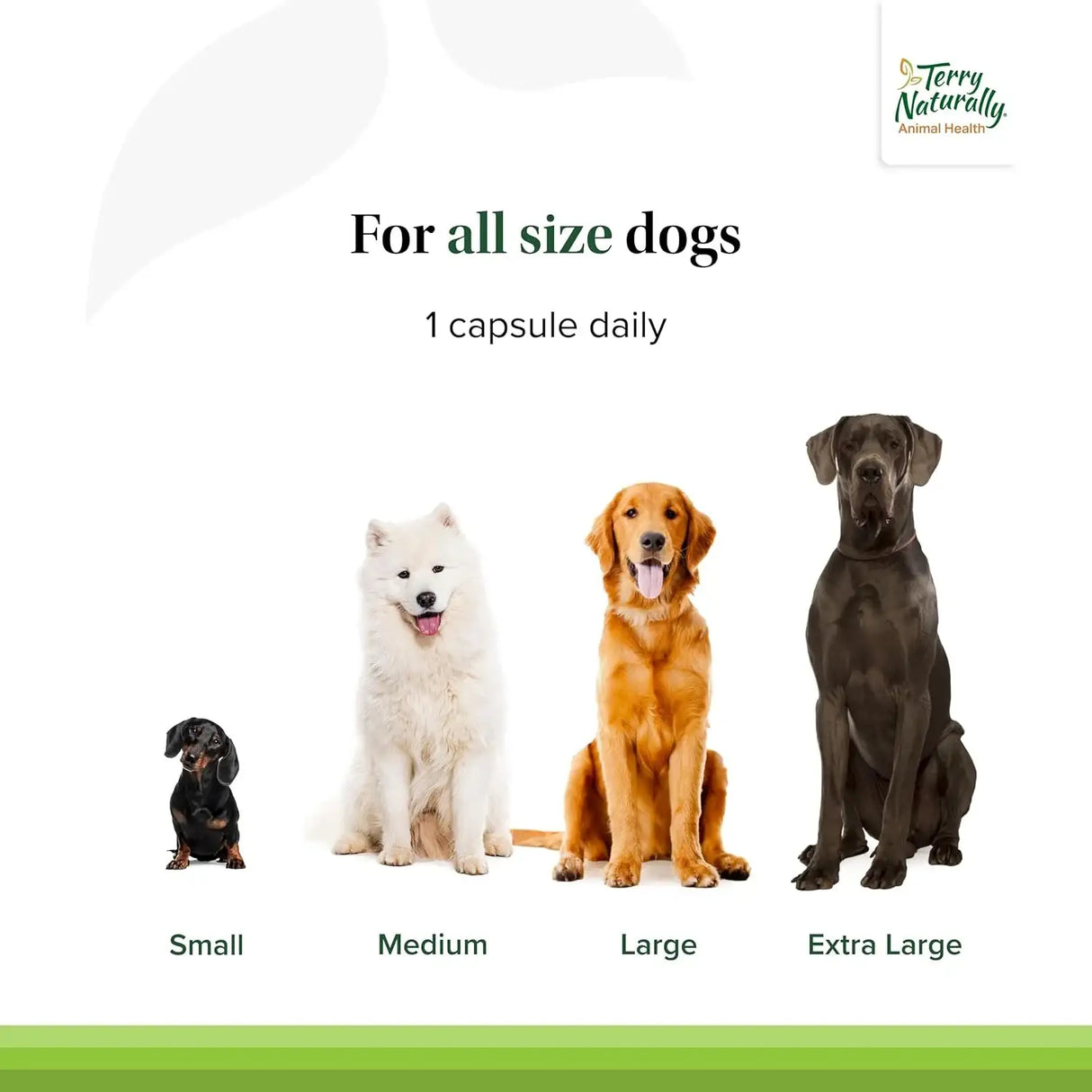 TERRY NATURALLY - Terry Naturally Bladder Control 30 Capsulas - The Red Vitamin MX - Salud De Tracto Urinario Para Perros - {{ shop.shopifyCountryName }}