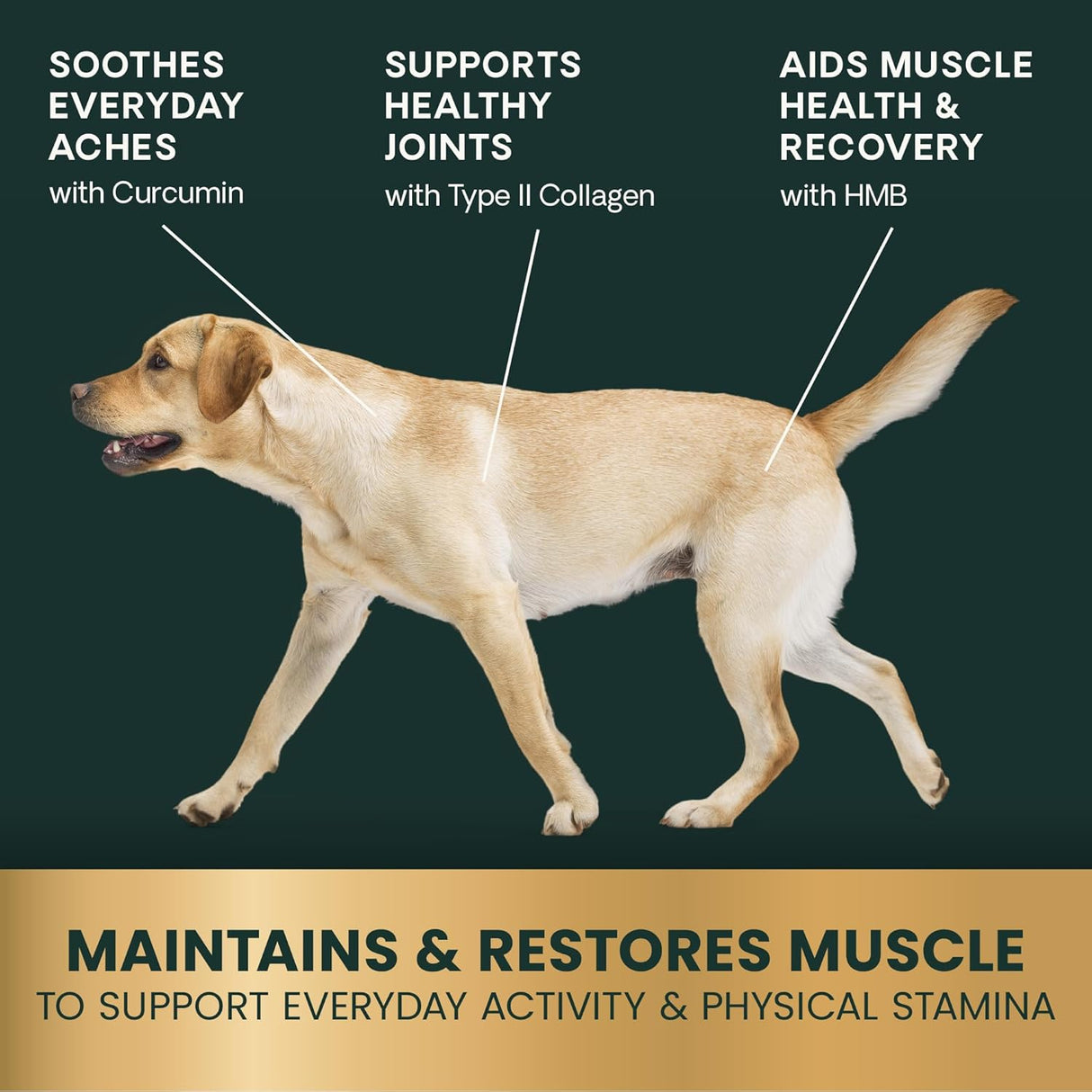 VetriScience HMB Healthy Muscle & Strength Supplement for Dogs Powder 60 Servicios