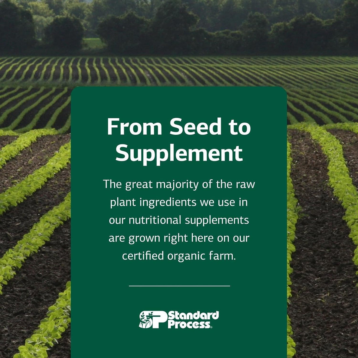 STANDARD PROCESS - Standard Process Mushroom Complex for Dogs & Cats 83Gr. - The Red Vitamin MX - Suplementos Herbales Para Perros - {{ shop.shopifyCountryName }}